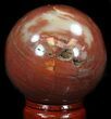Colorful Petrified Wood Sphere #36963-2
